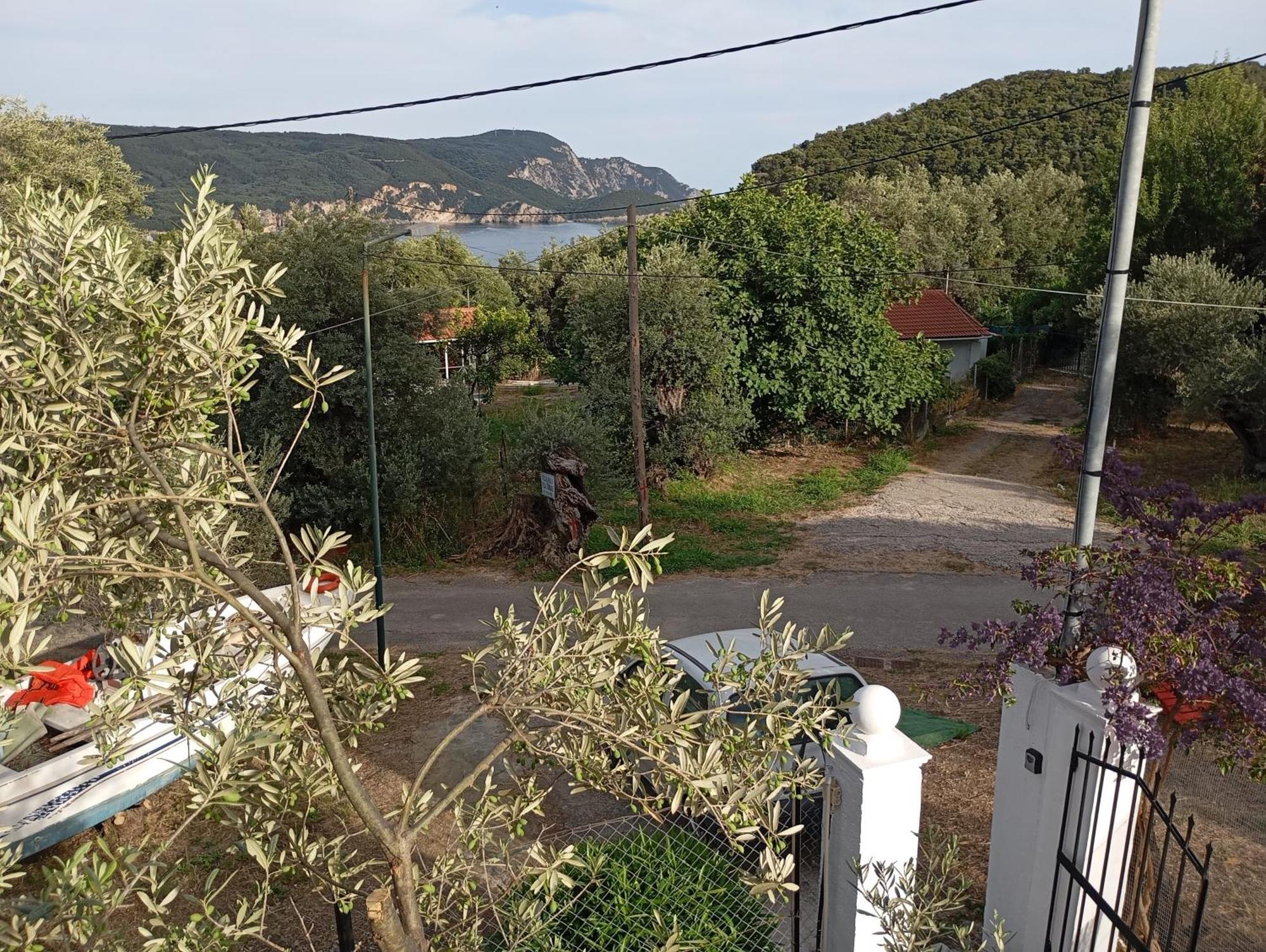 Olive Tree *