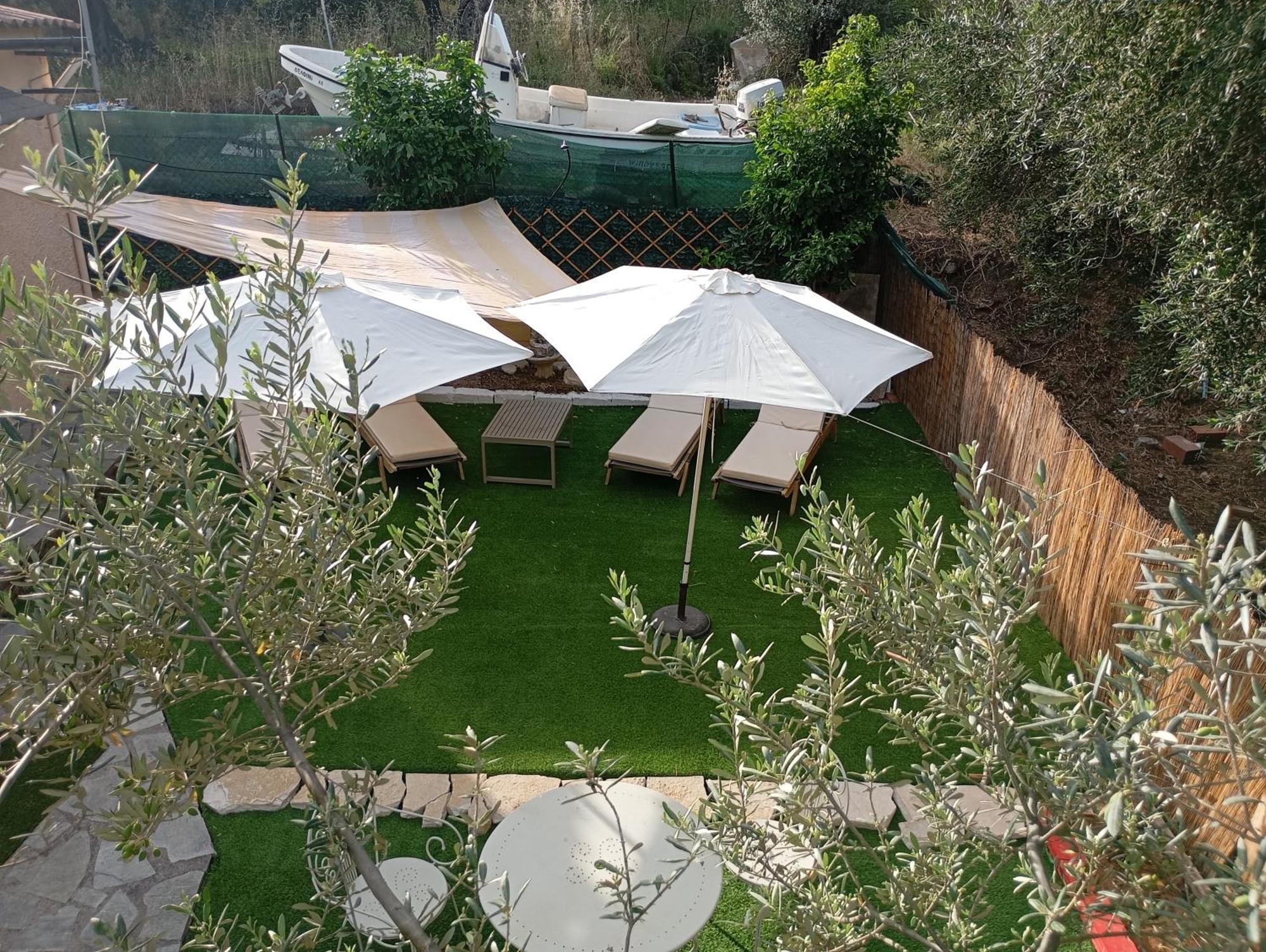 Olive Tree *